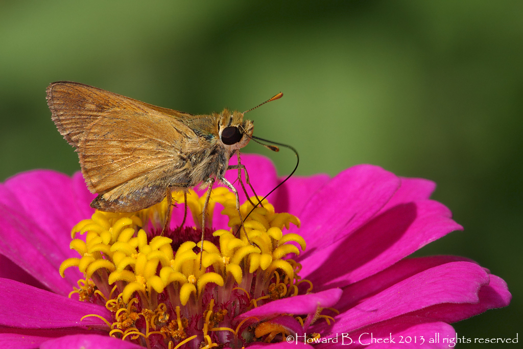 June Skipper