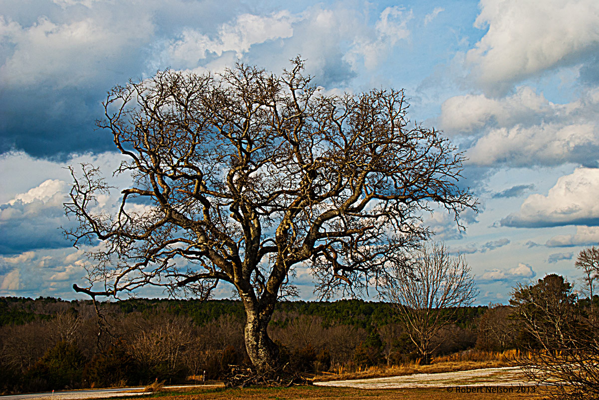 Tree in color