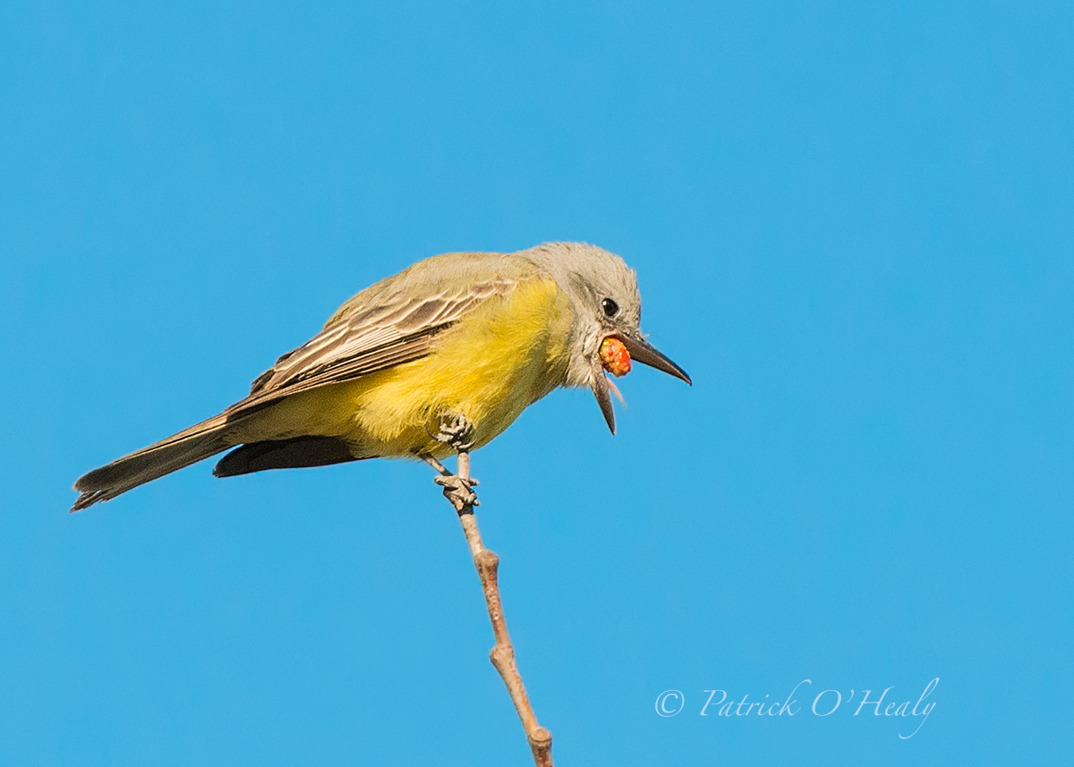 Tropical Kingbird