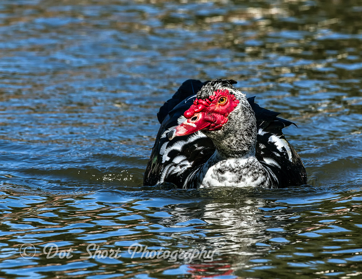 Muscovy-Repost