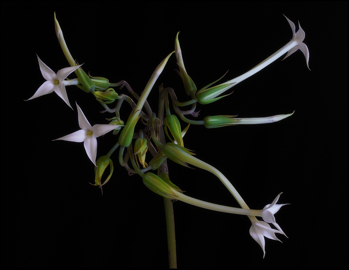 Unruly Blooms
