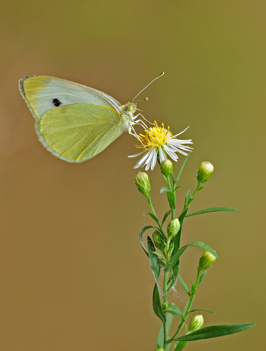 Sulphur on Weed