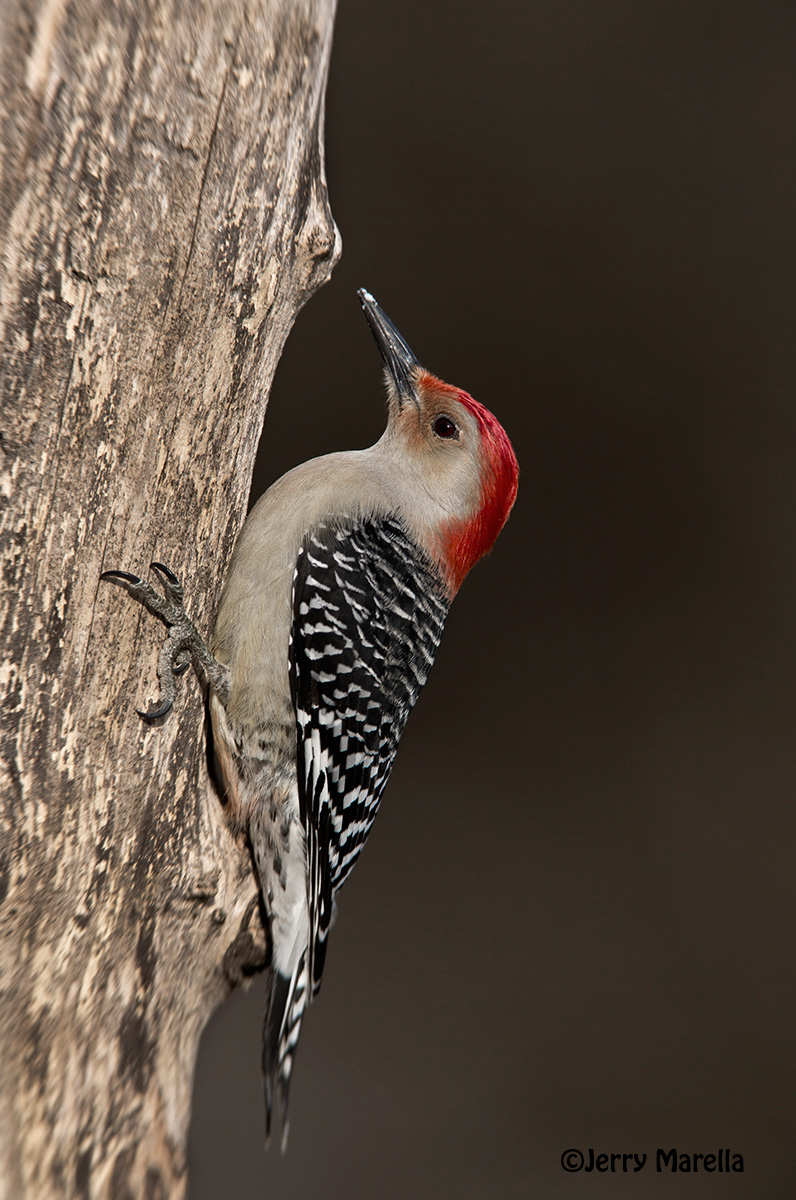  Redbellied Woodpecker