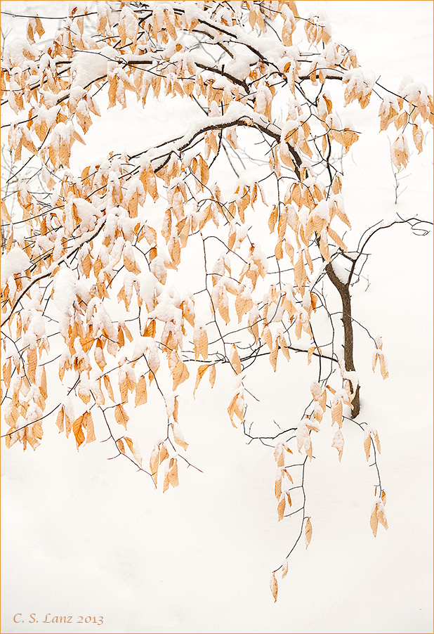 Weeping Beech