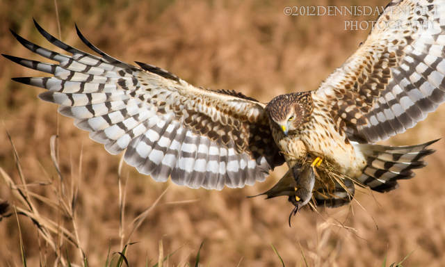 Harrier with Catch