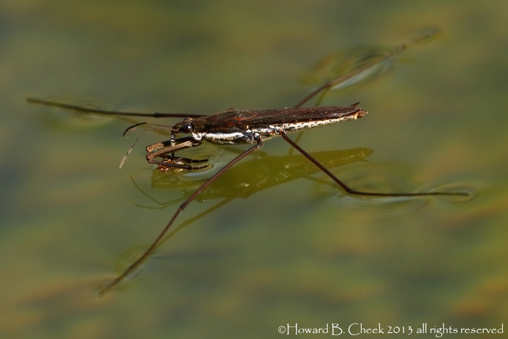 Skeeter Eater