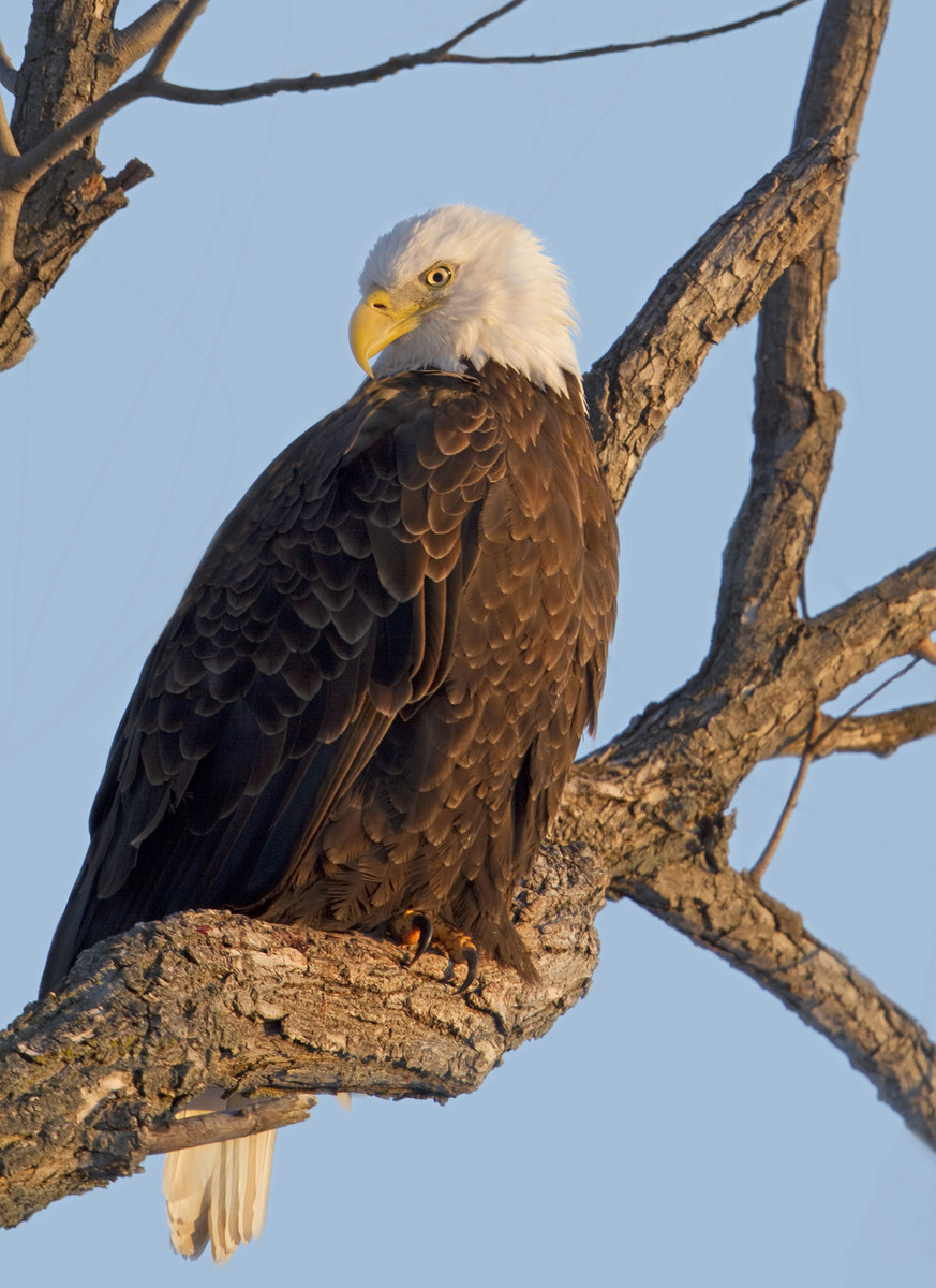 Eagle Stare