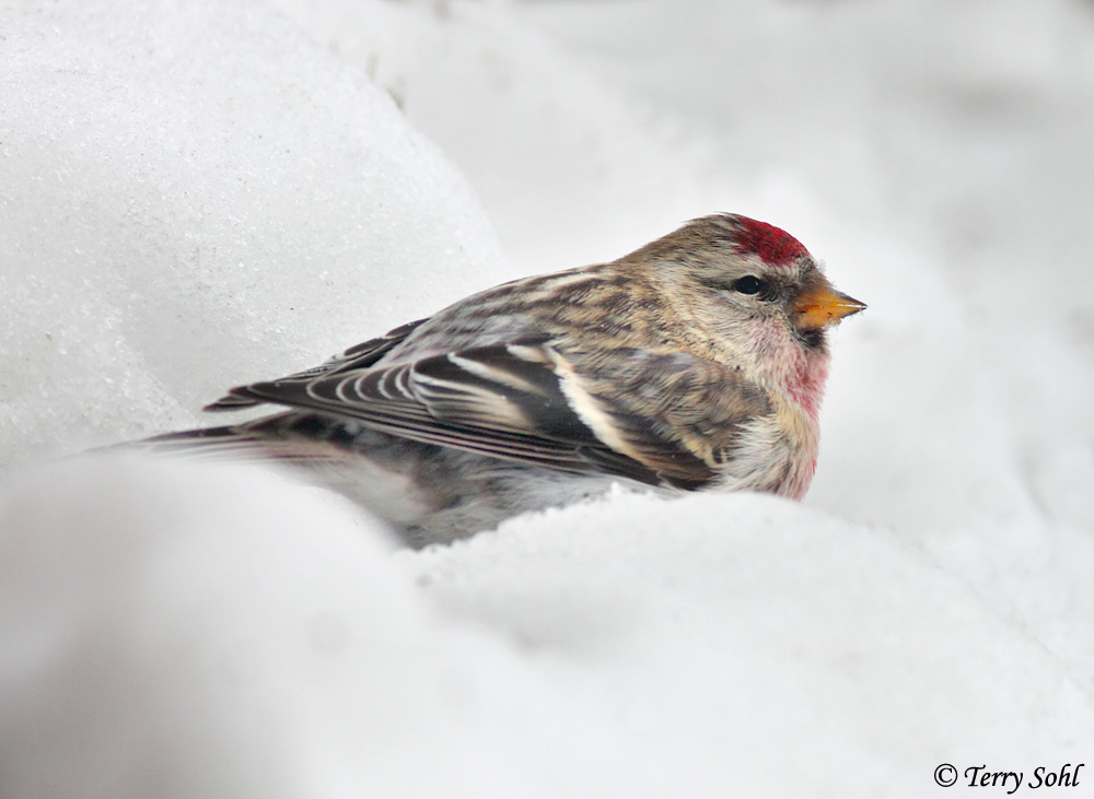 Redpoll in a Cloud