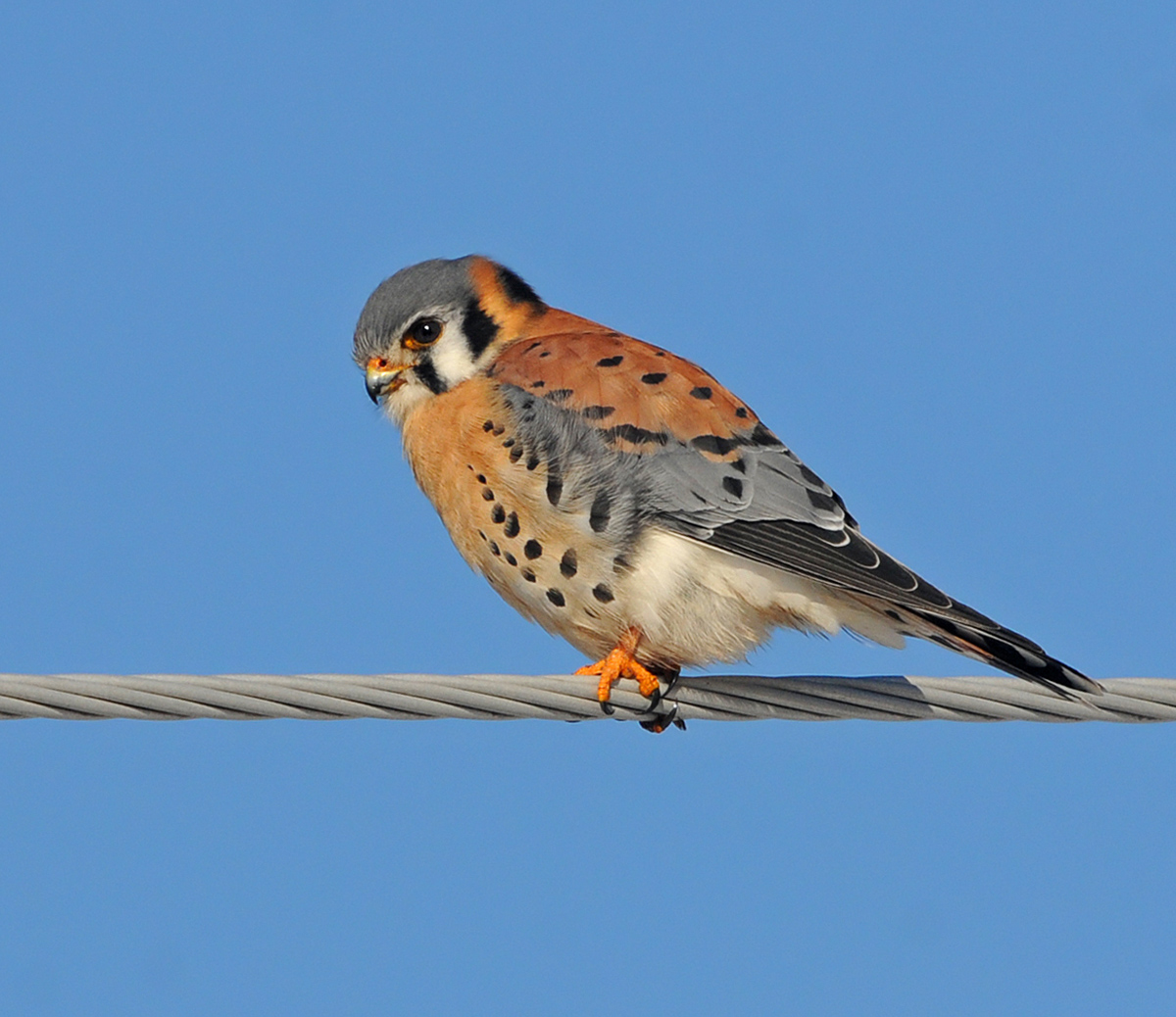Kestrel on a Wire