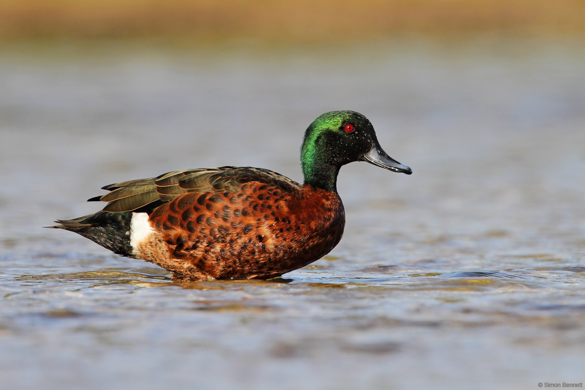 Chestnut Teal