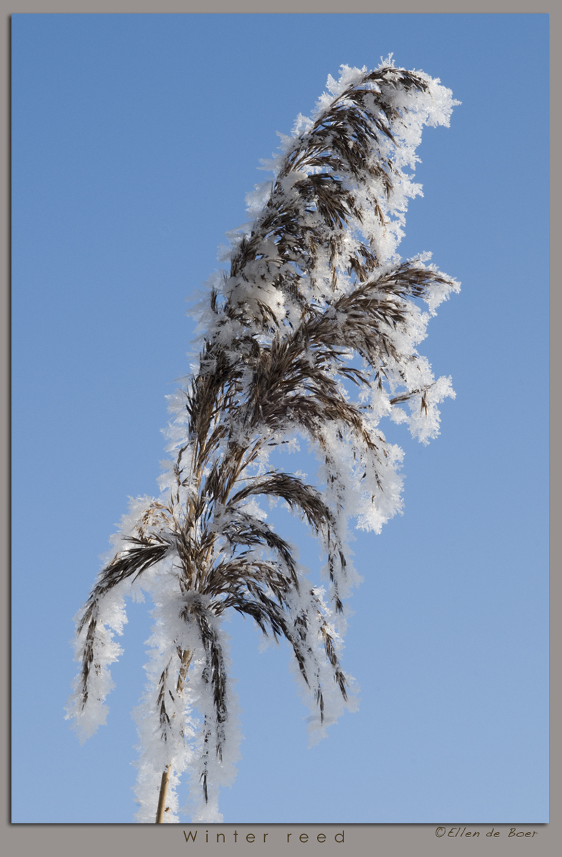 Winter reed