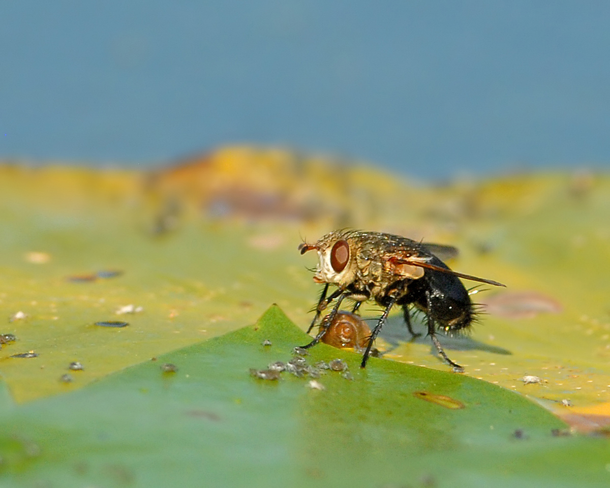 Strange Fly Feeding on ?