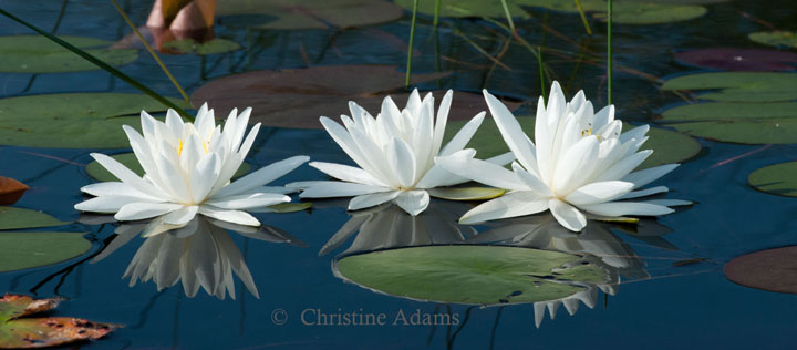 Waterlilies and revised!