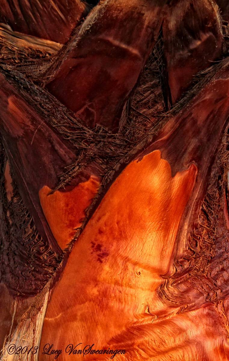 Palmetto Bark + Repost