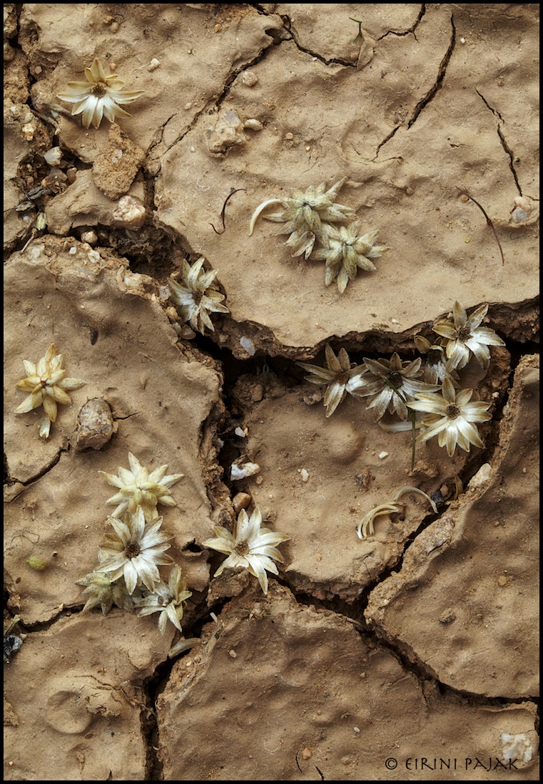 Mud Cracks & Seedheads