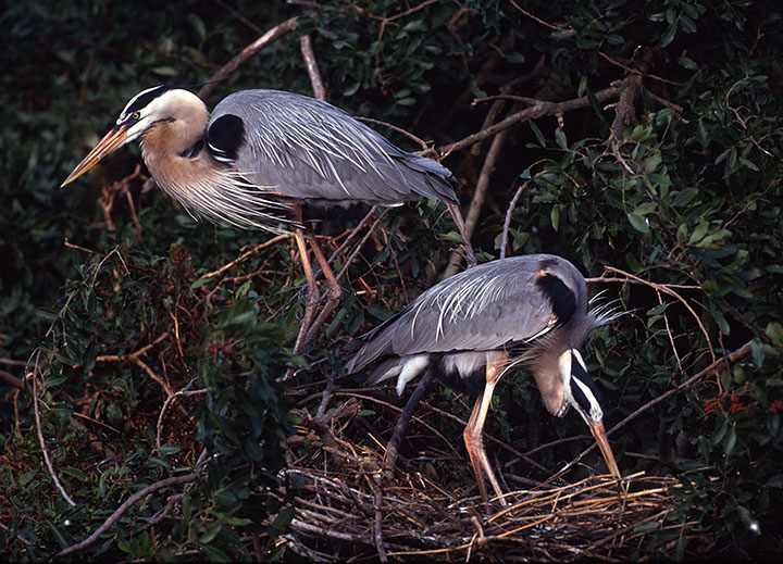 Blue Herons at Nest