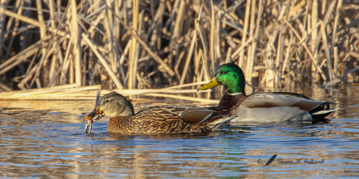 Mallard with Frog