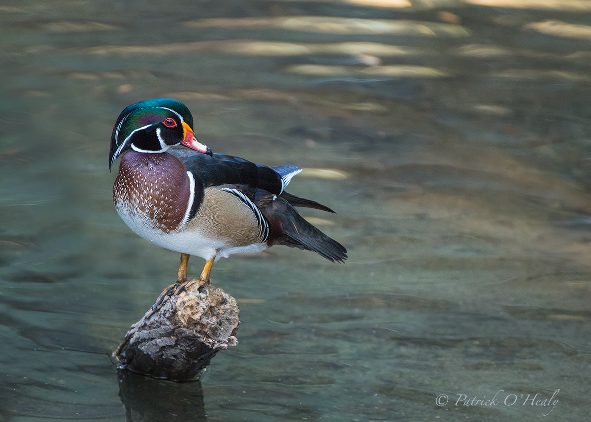 Wood Duck Pose