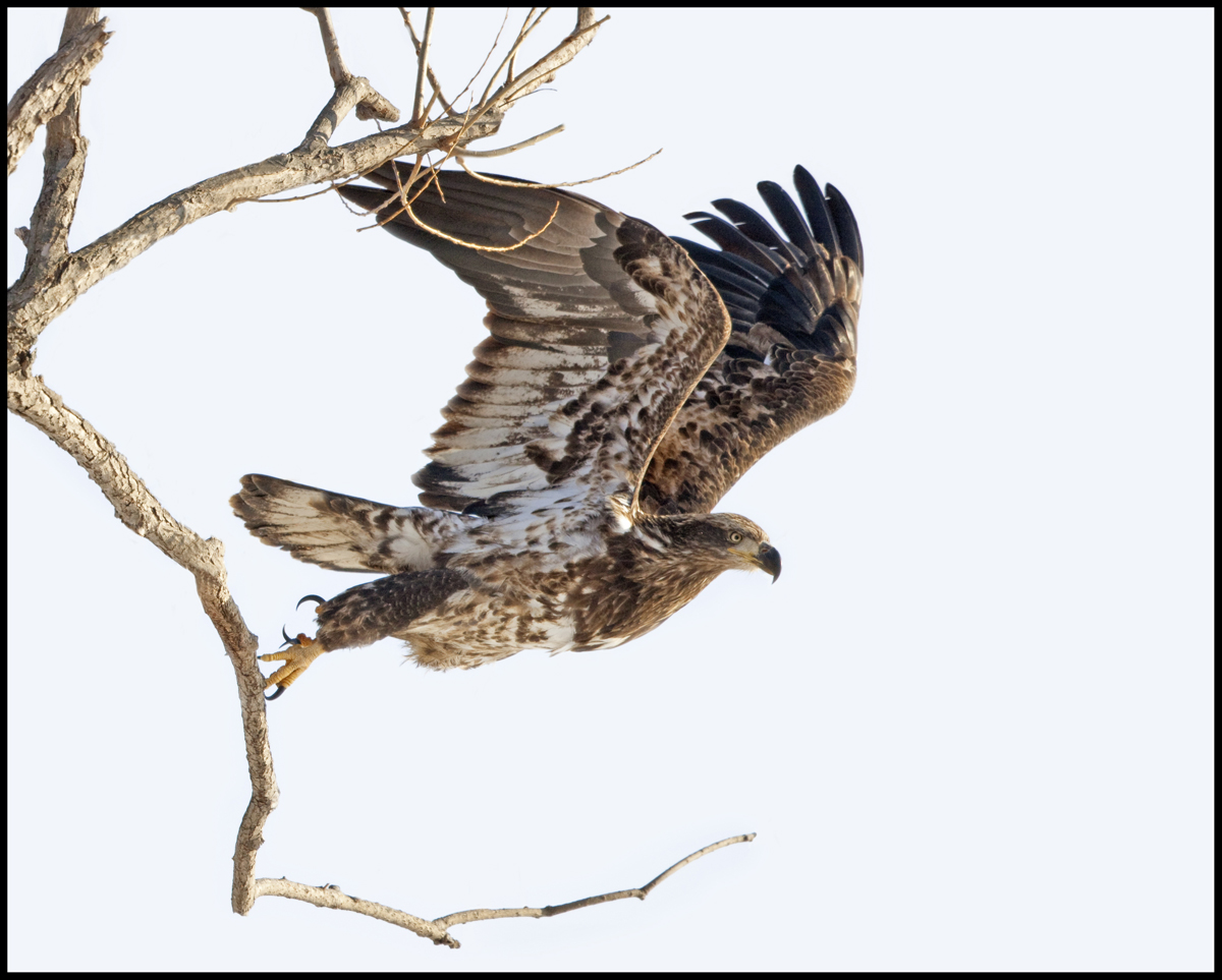 Eagle Launch