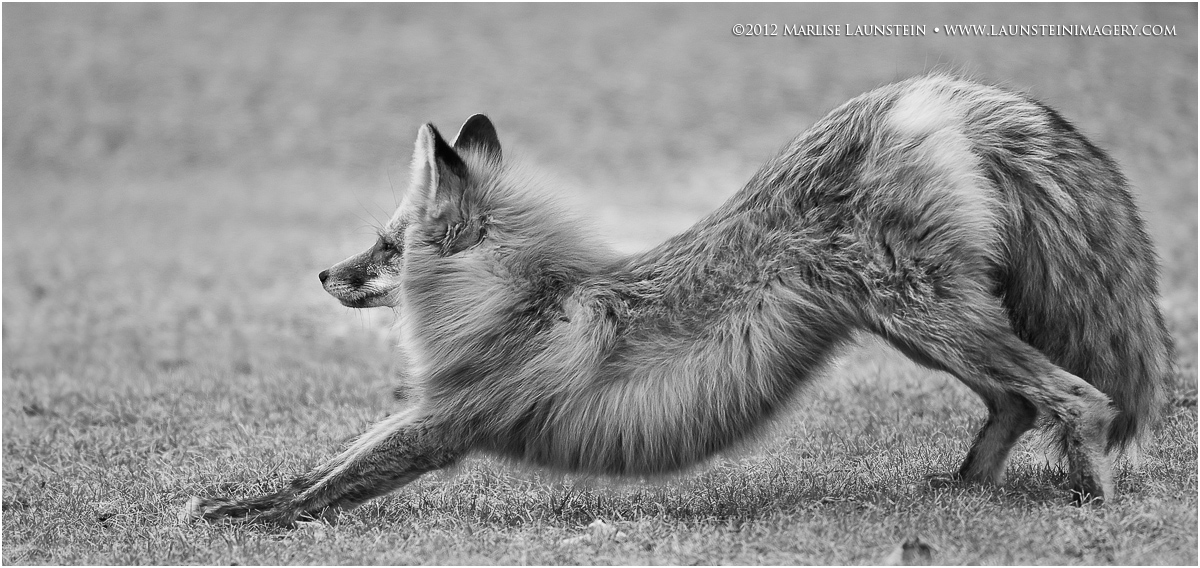 Stretching Fox