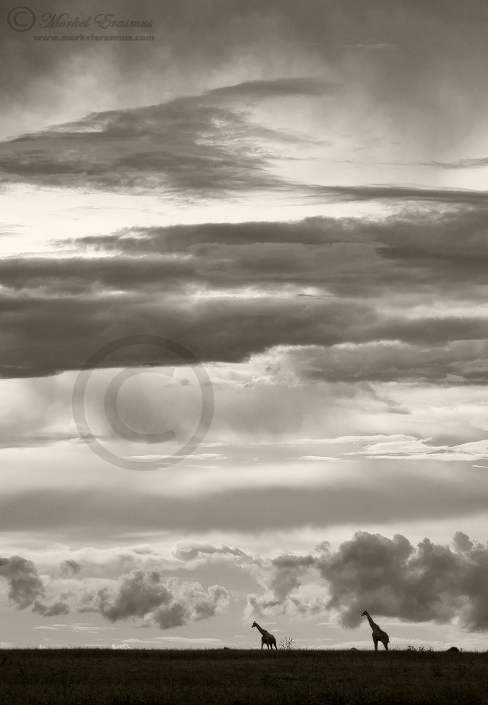 Giraffe Skies