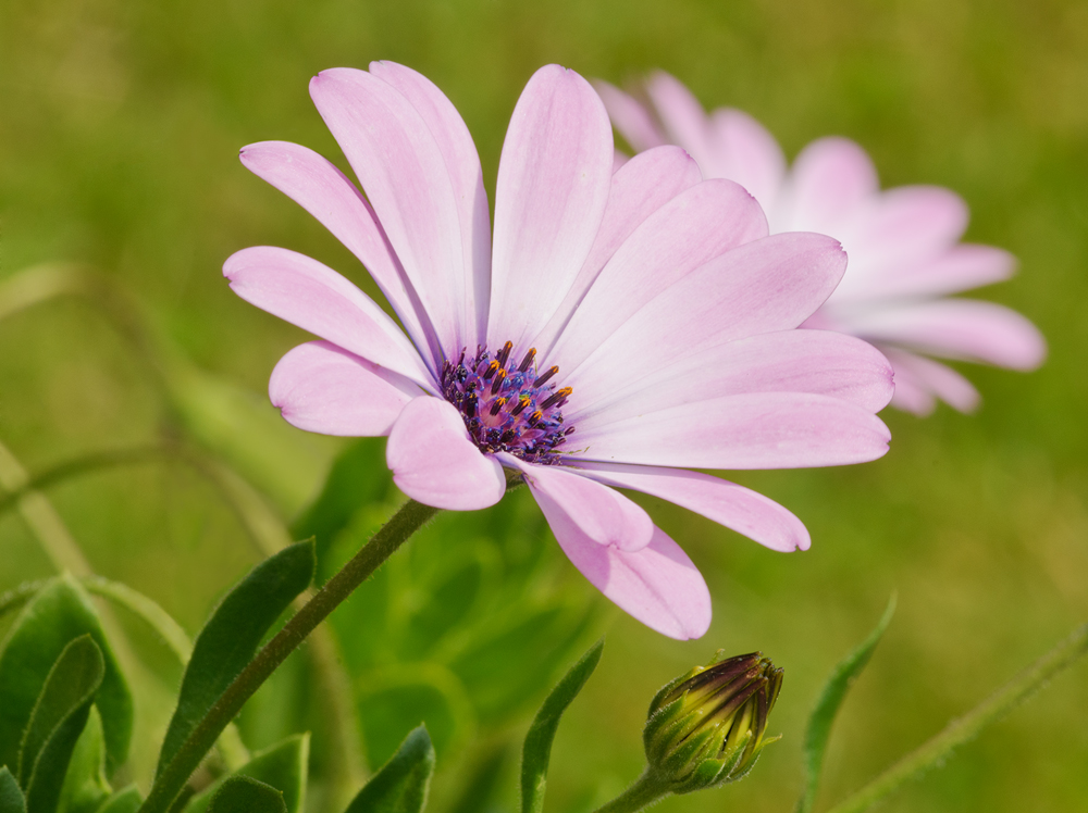 Osteospermum and bud
