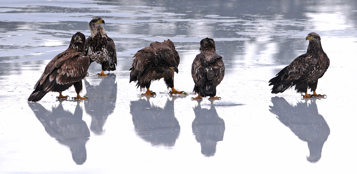 Handful of Juveniles