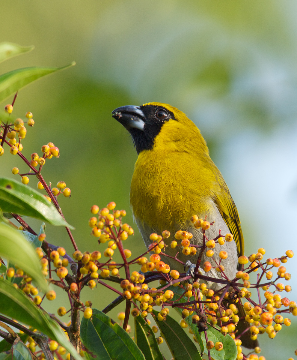 Black-faced Grosbeak
