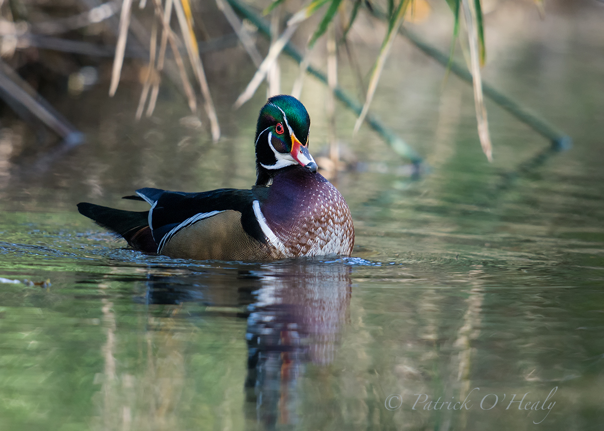 Wood Duck