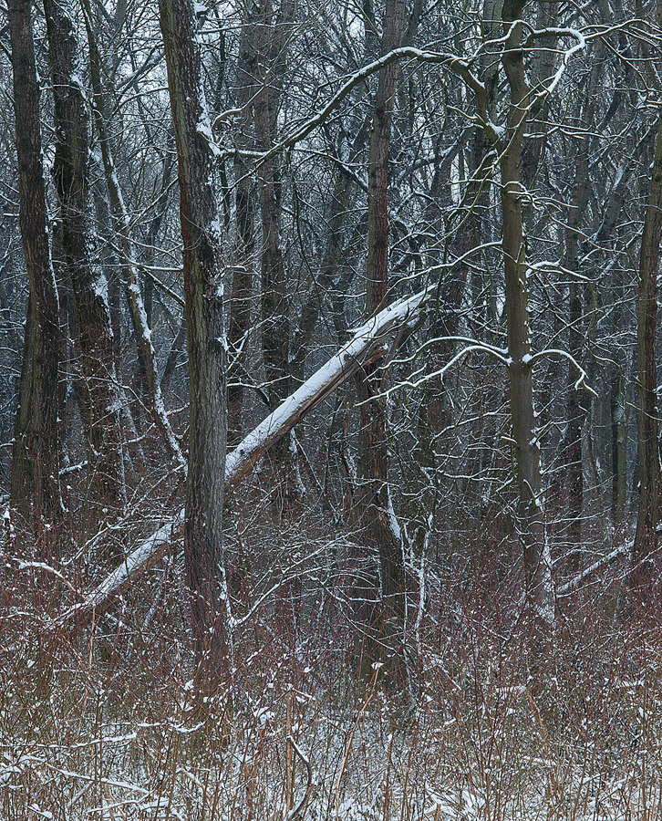 Floodplains in Winter #2