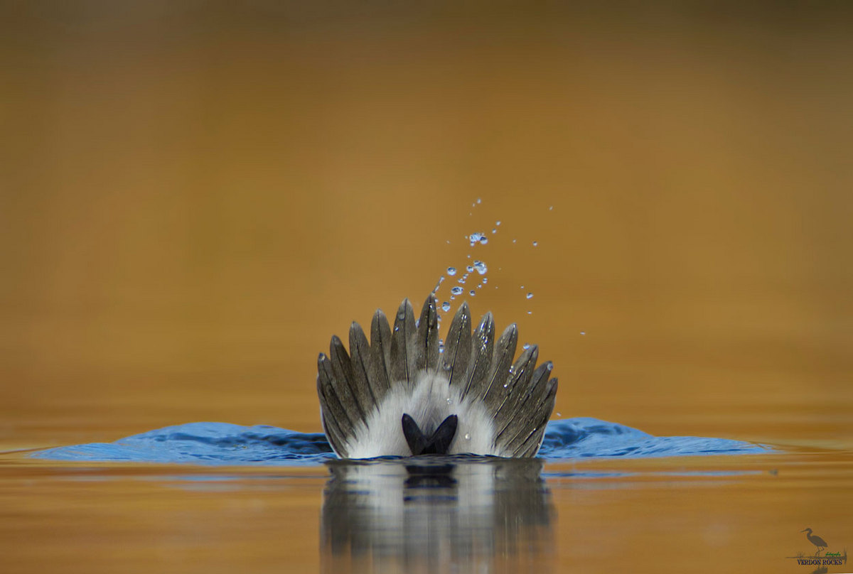 Heads or Tails?