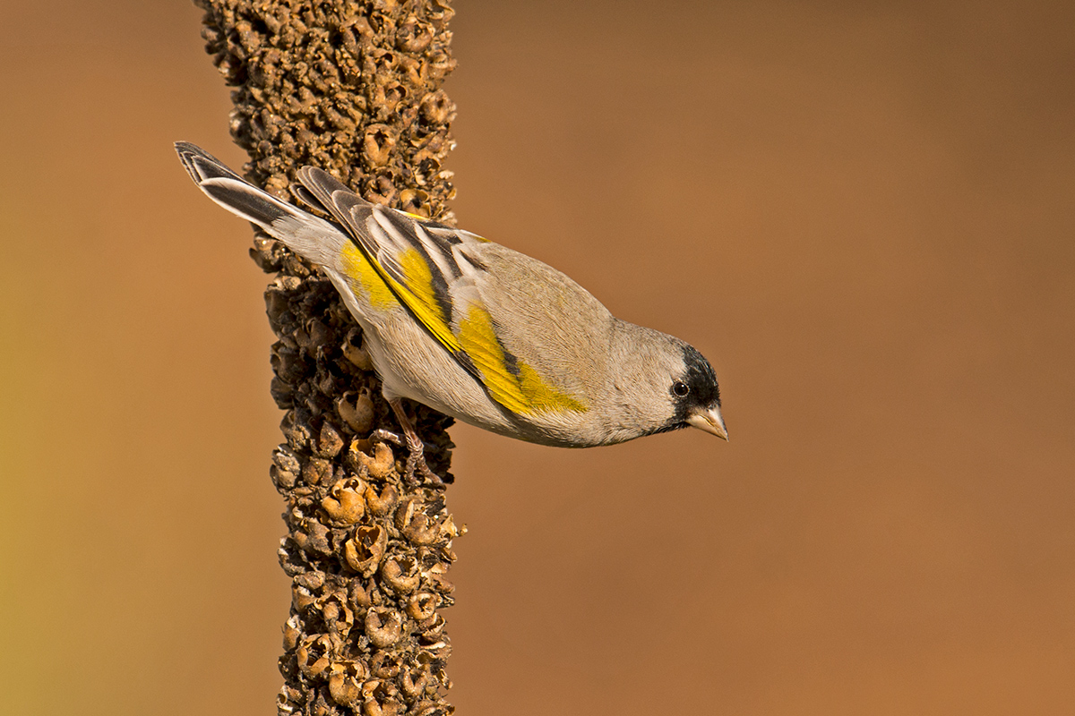 Lawrence's Goldfinch