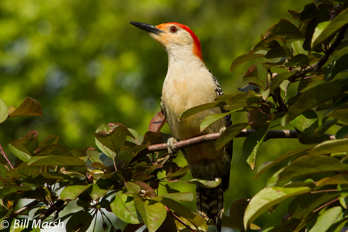 Red-bellied Woodpecker