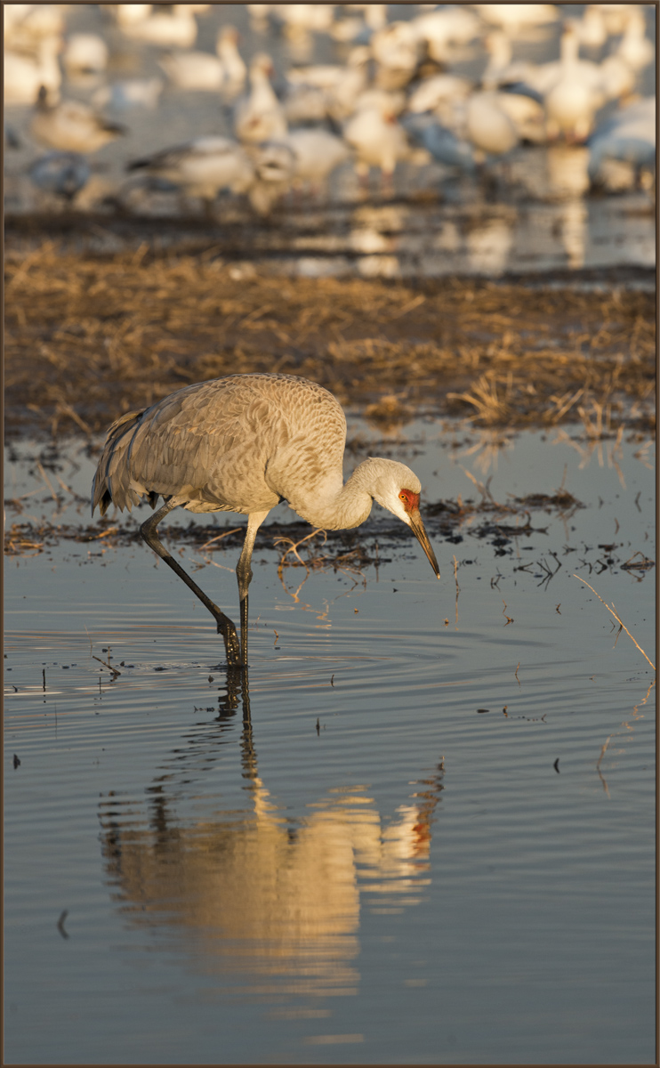 Sandhill Dusk