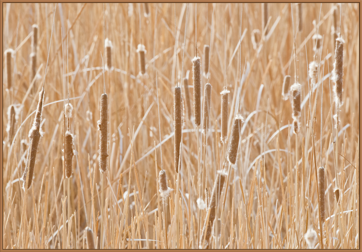 Cattails