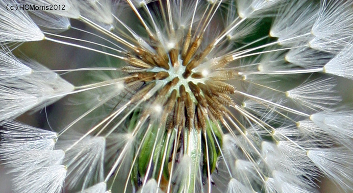 Dandelion Fluff