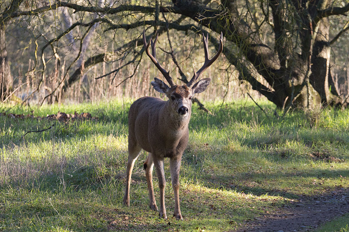 A New Buck