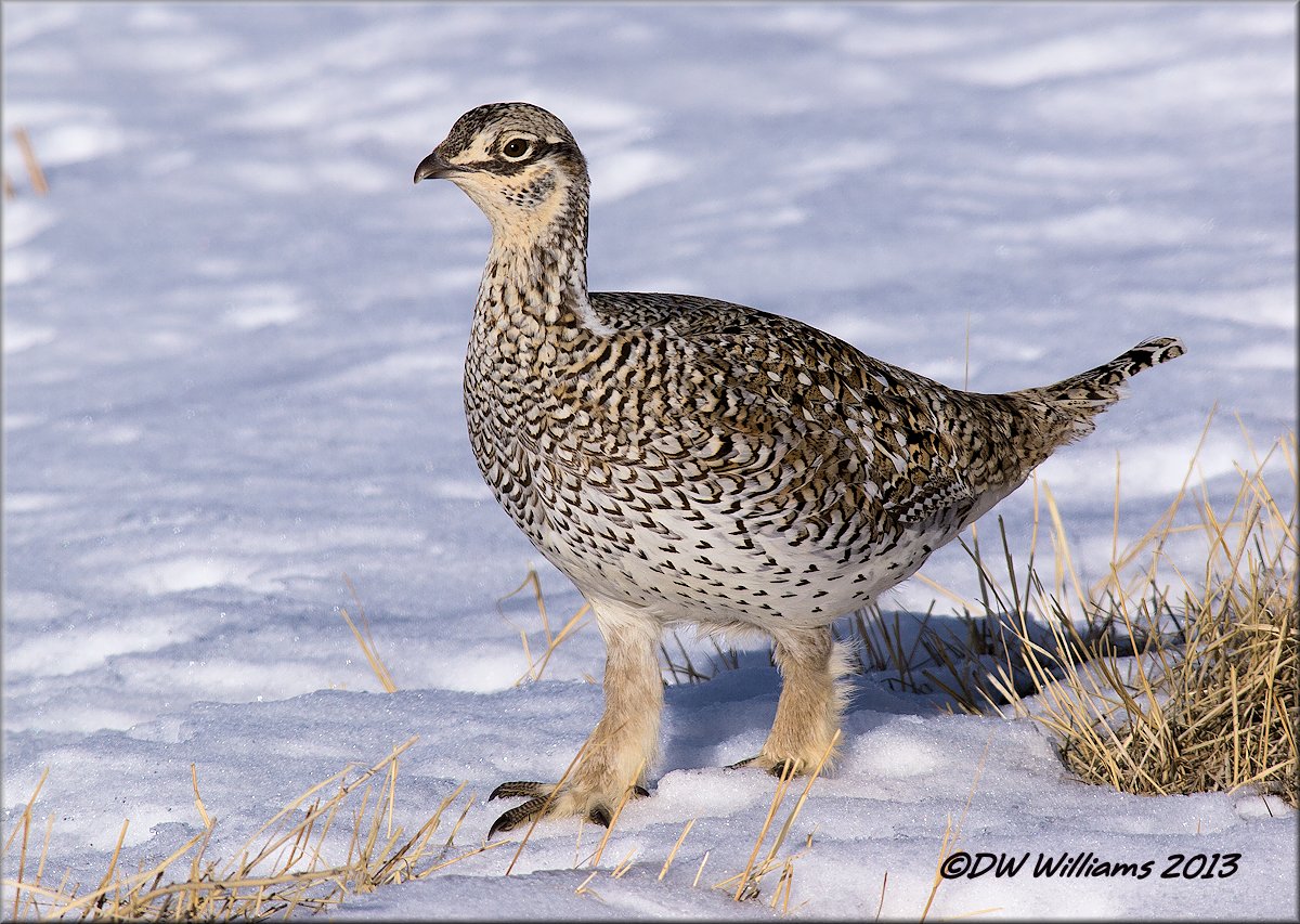 Sharp-tailed Grouse w/repost