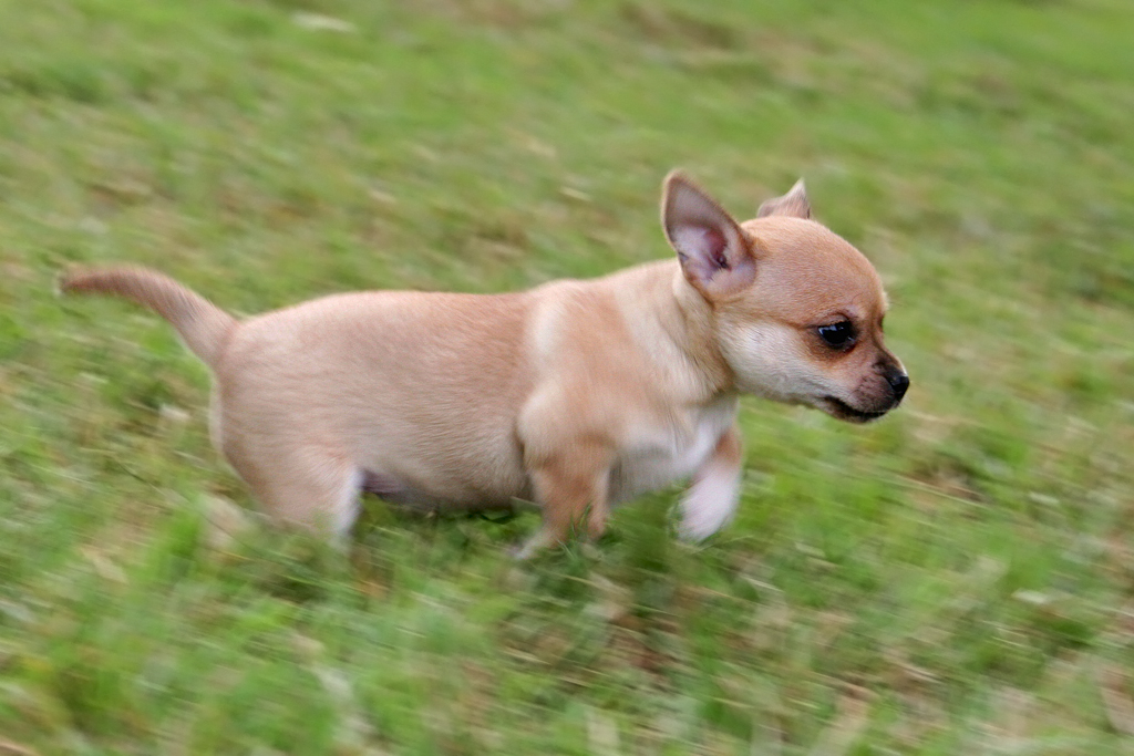Rosie