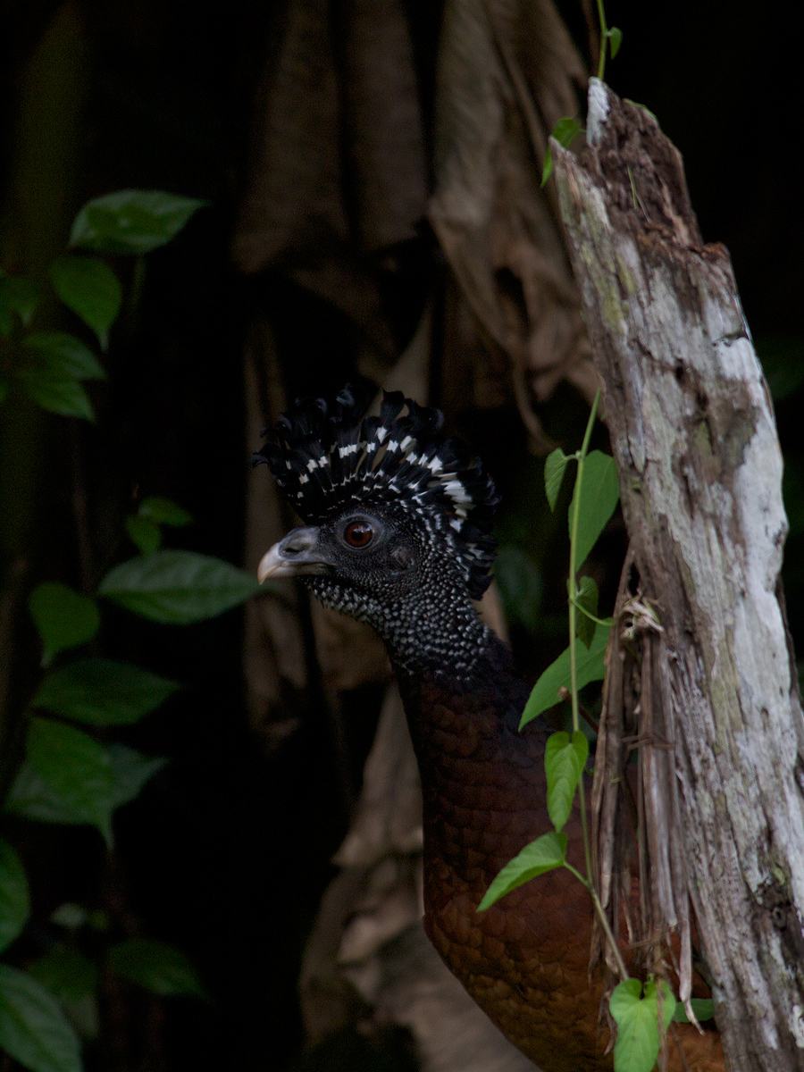 Great Curassow