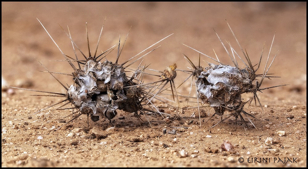 Thorny Issues