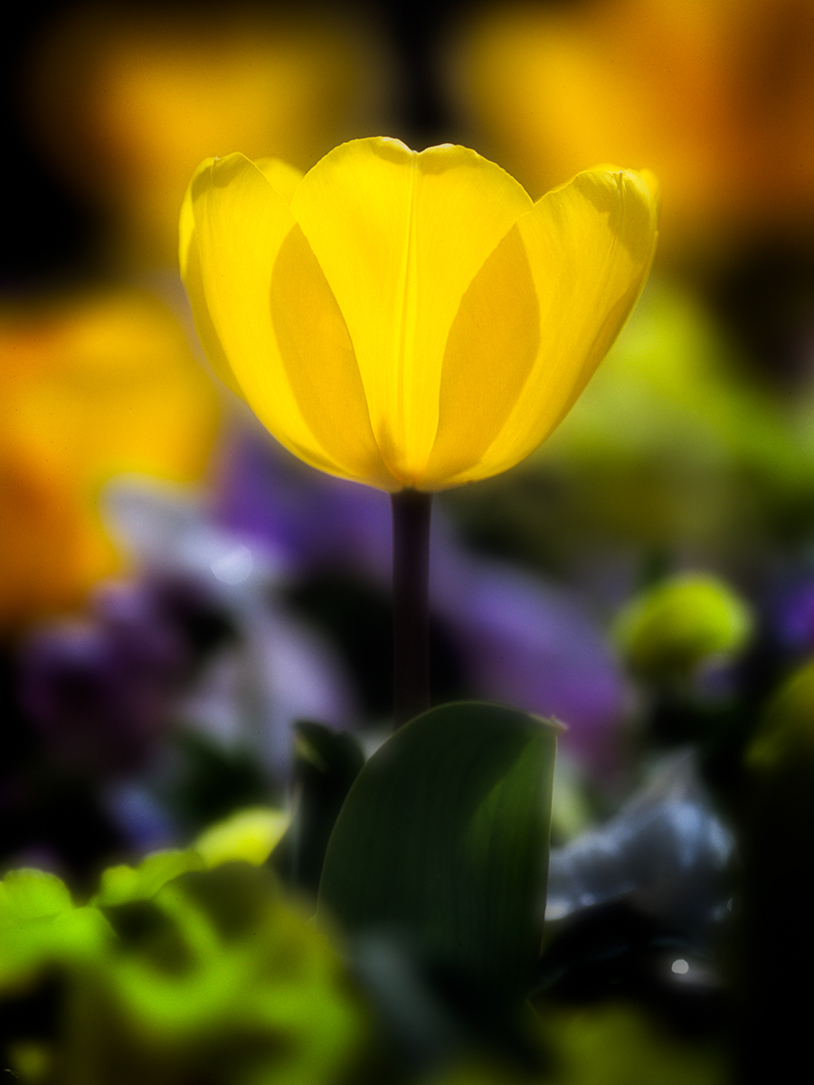 Yellow Tulip