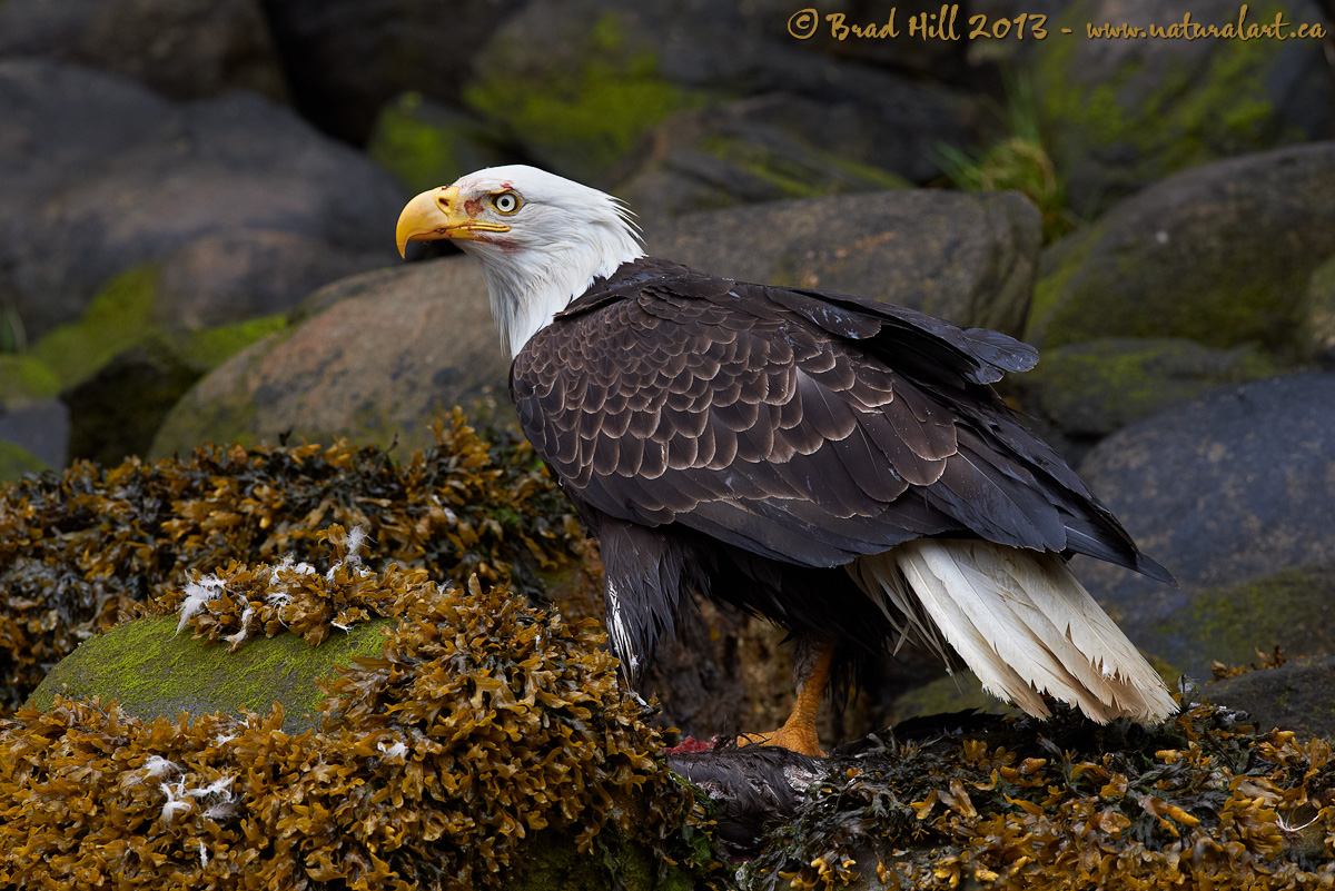Dead Goose, Happy Eagle