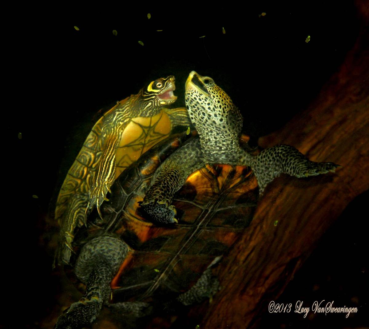 Turtle Tango