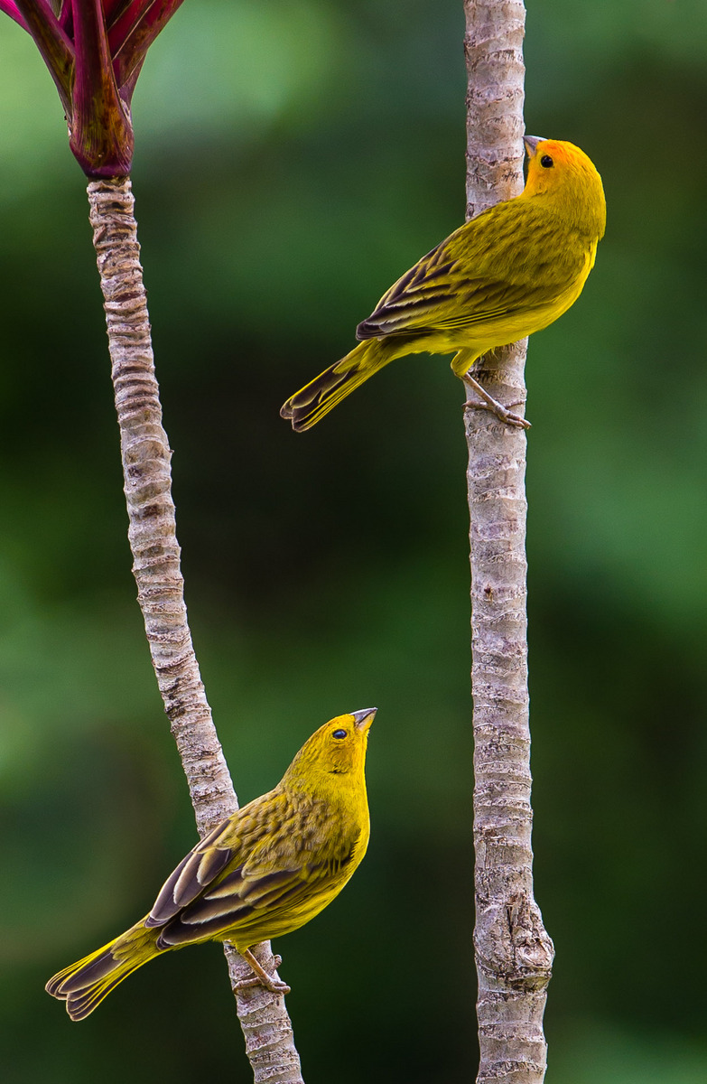 Courtship - Repost