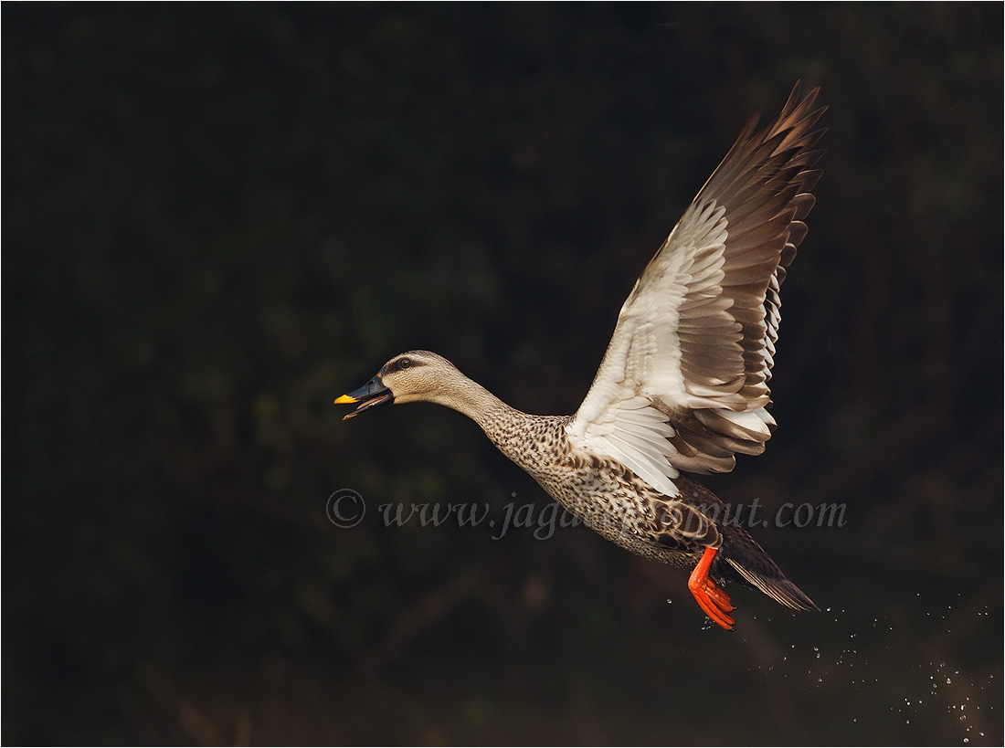 Spotbilled Duck