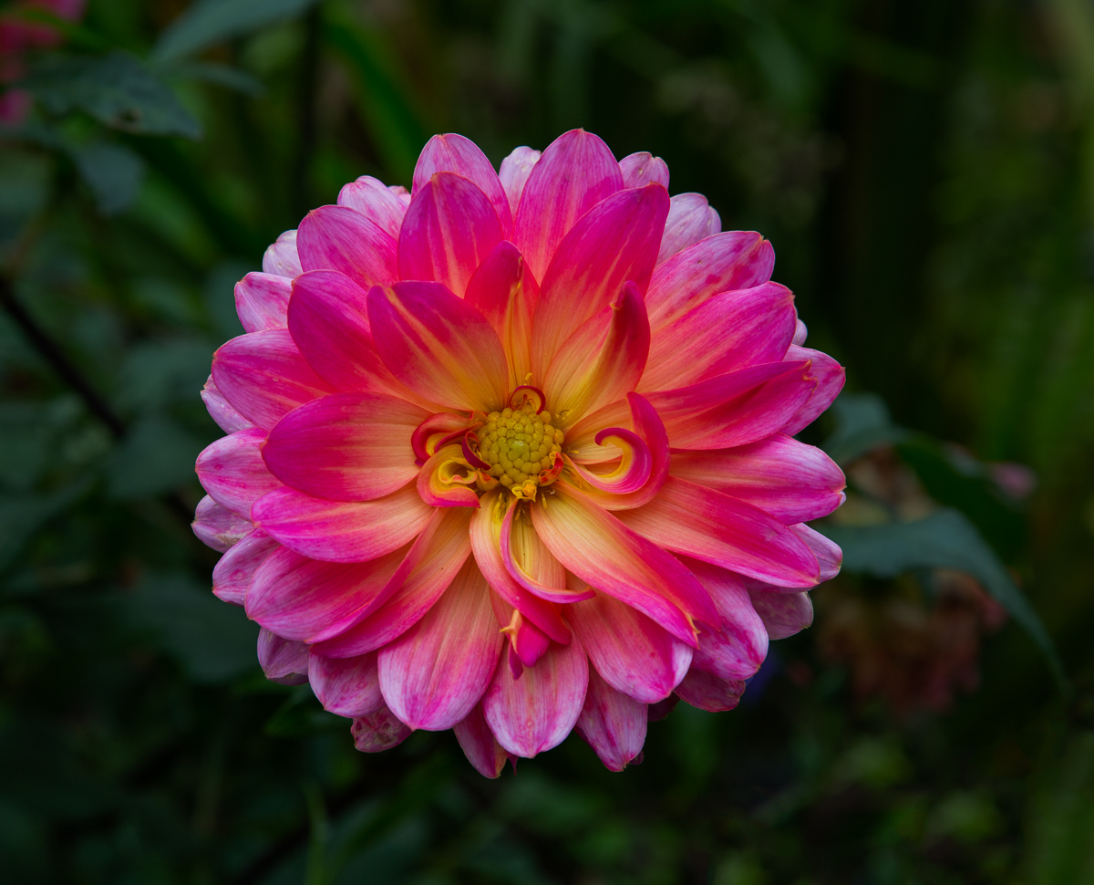 Last Dahlia