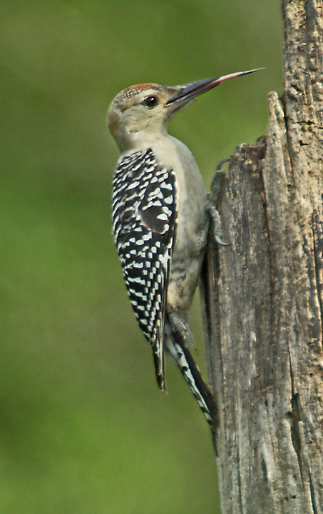 Immature RB woodpecker