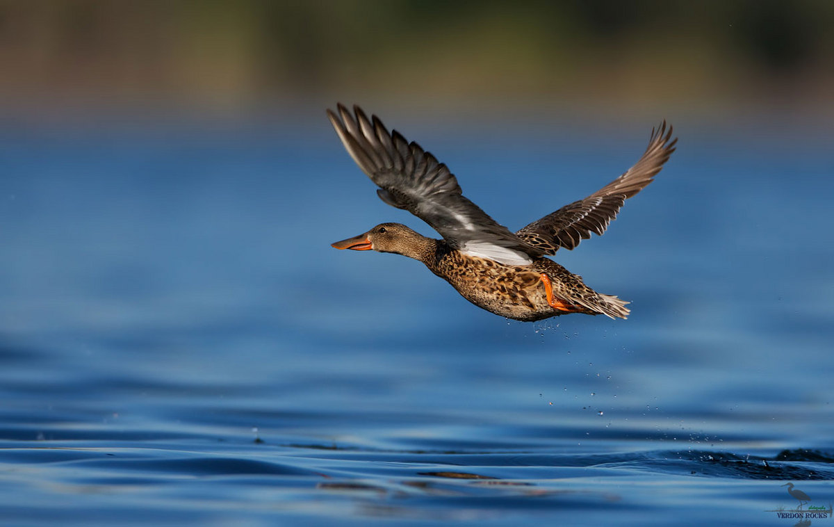 Northern Shoveler
