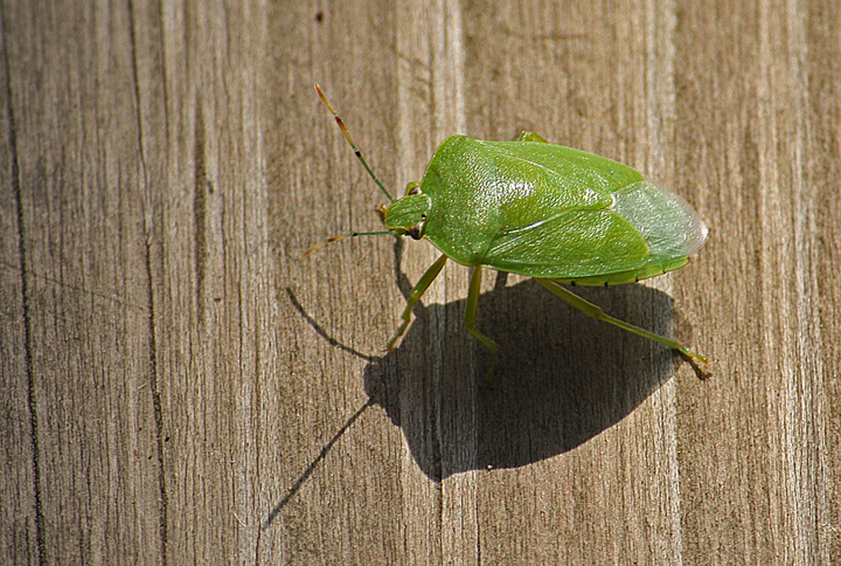 Bug shadow  WC568
